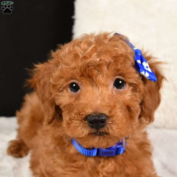 Jasper, Toy Poodle Puppy
